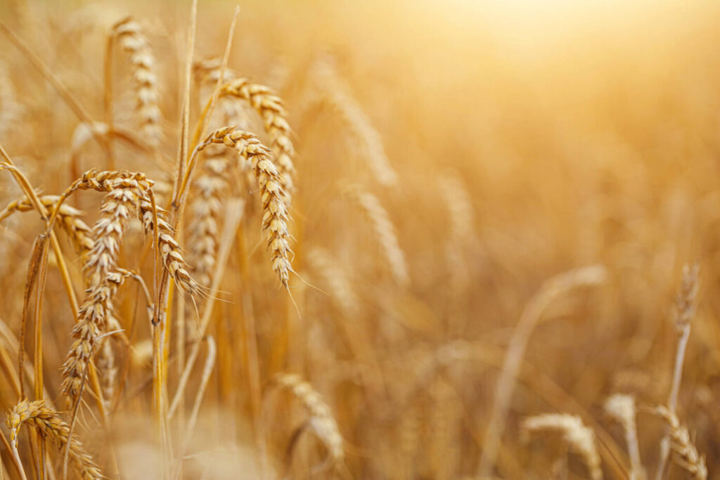 Hitze bedroht Getreidequalität