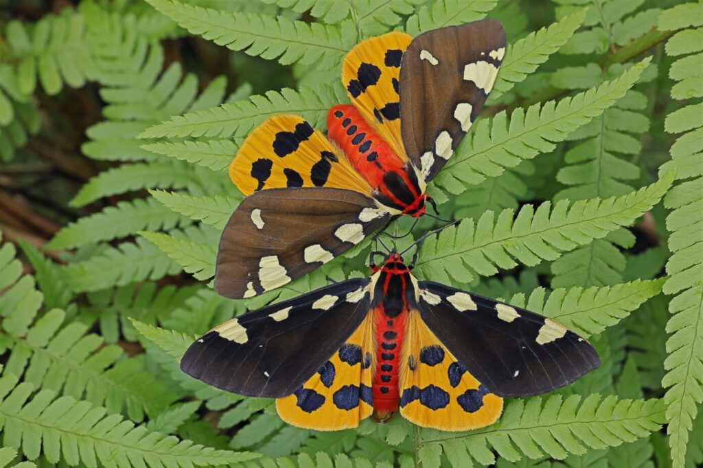 Nachtfalter und Fledermäuse im Haus für Natur