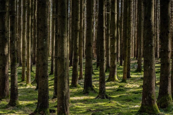 Kein Wald wie damals